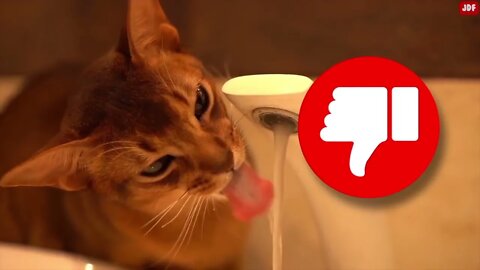 21 Ways You Are Hurting Your Cat Without Realizing