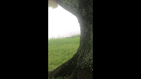 Alligator in yard eating something