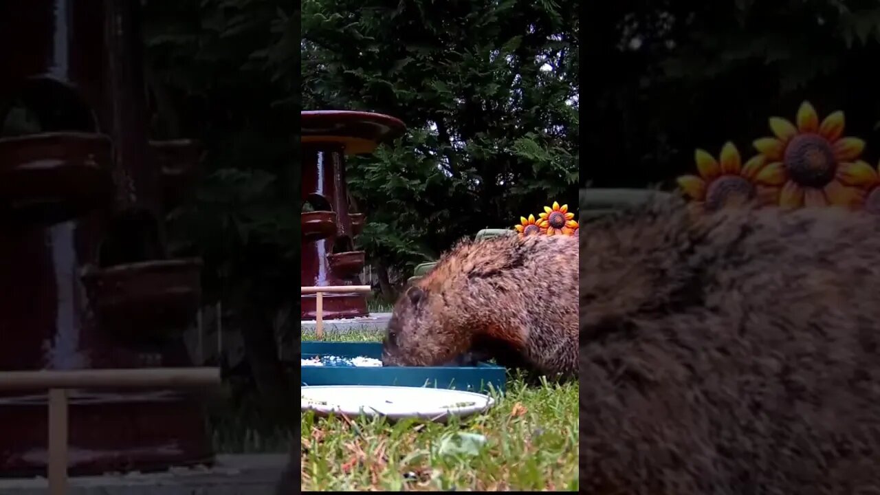 Groundhog Devours Safflower - Nutmeg the Groundhog #shorts #animals