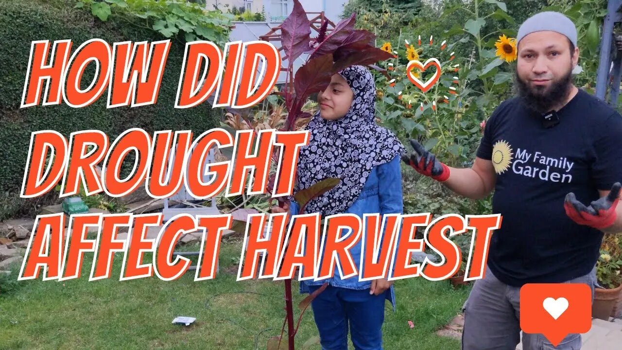 September Garden Update - First Big Harvest From Our Permaculture Garden