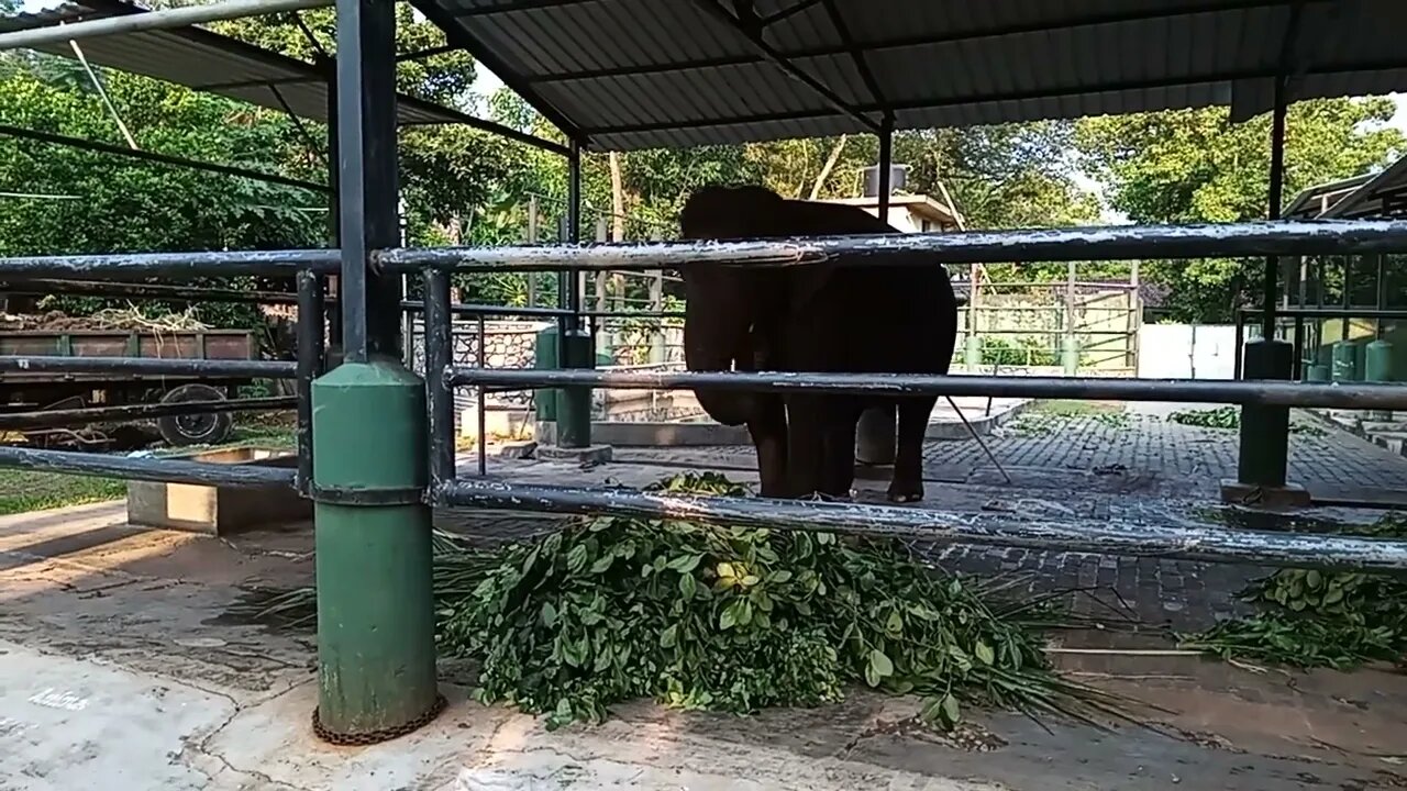 Elephants having a meal 🥰