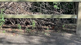 Cardinal fledglings James Gardens Toronto