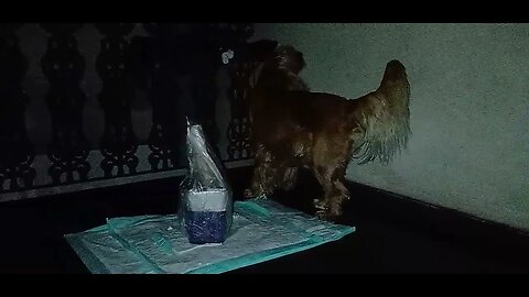 #dogsgow , #animals , #dogs