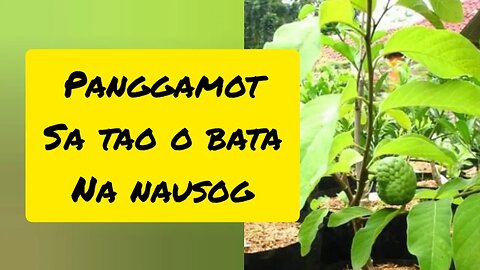 ORASYON AT HERBAL KONTRA USOG, BATI, EVIL EYE