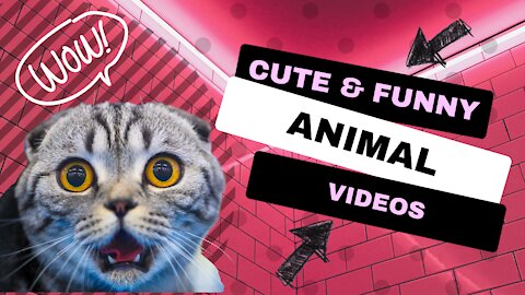 Very Funny Cute Animal Videos!! See how long you can last without LAUGHING!!!!!