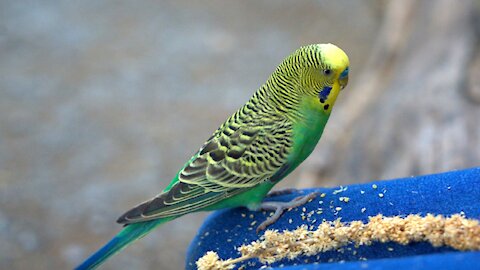 Bird perruche playing / amazing badgies / Nature Beauty