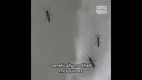 🦟💉 Genetically modified mosquitoes have been given the green light to be released in America.