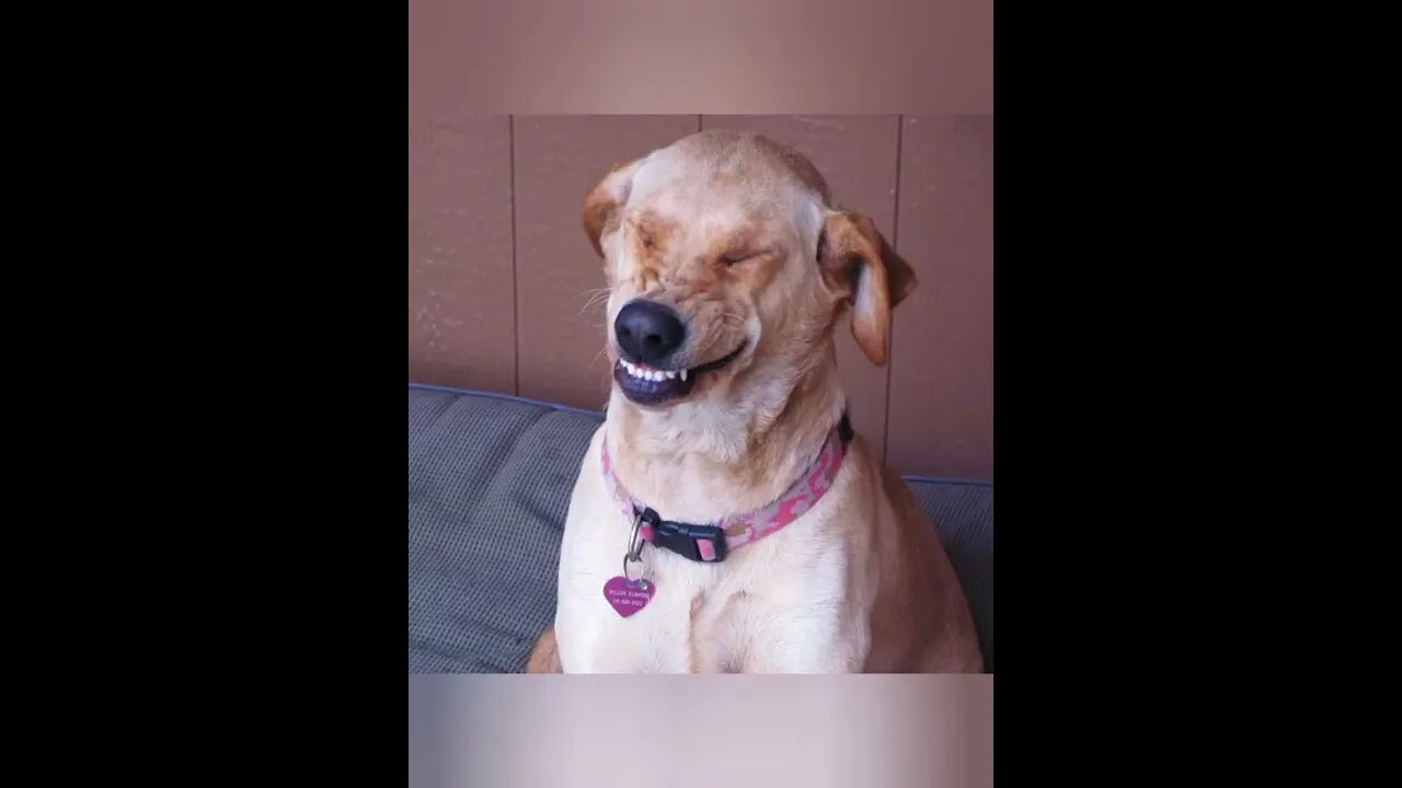 What did the dog say to the tree? You're all bark and no bite! 🐾