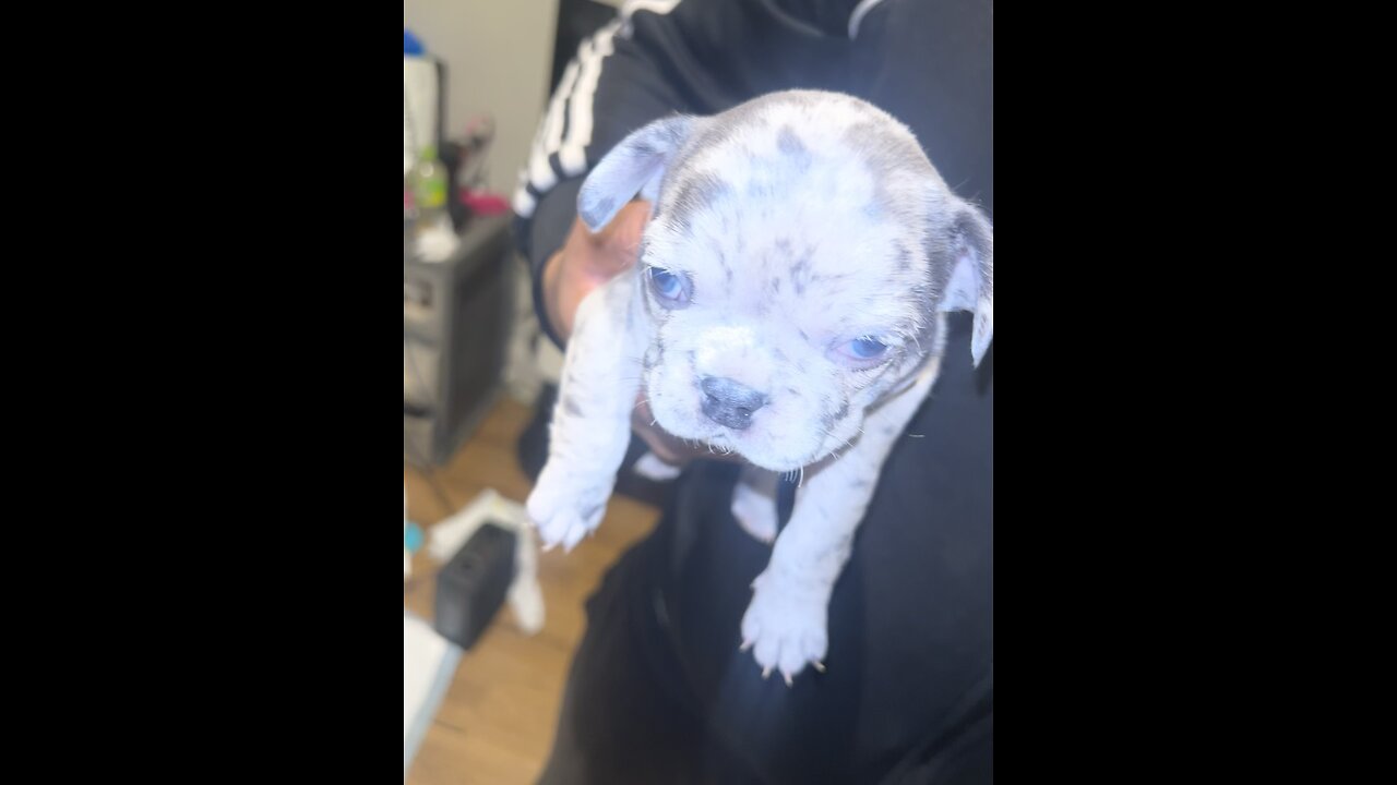Blue Lilac Merle Female
