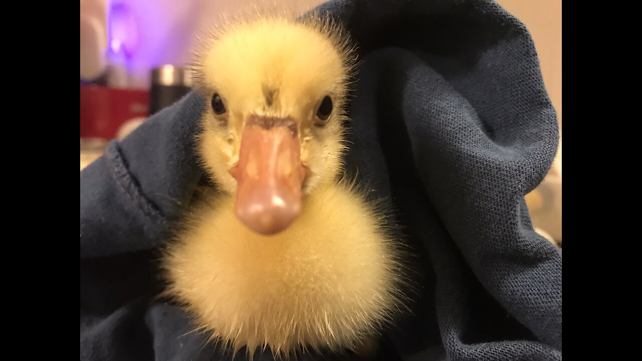 Gary the Goose - First Bath