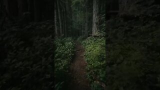 Getting Lost In The Woods tiktok bripvanders