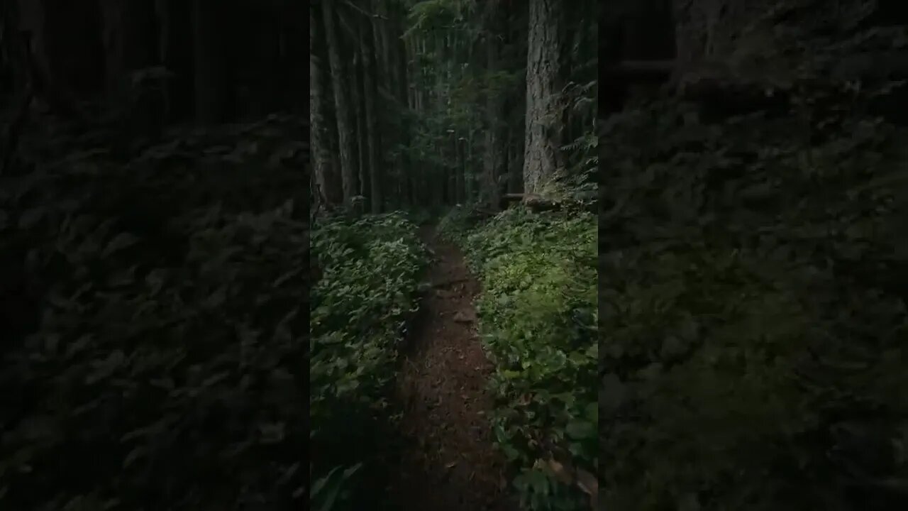 Getting Lost In The Woods tiktok bripvanders