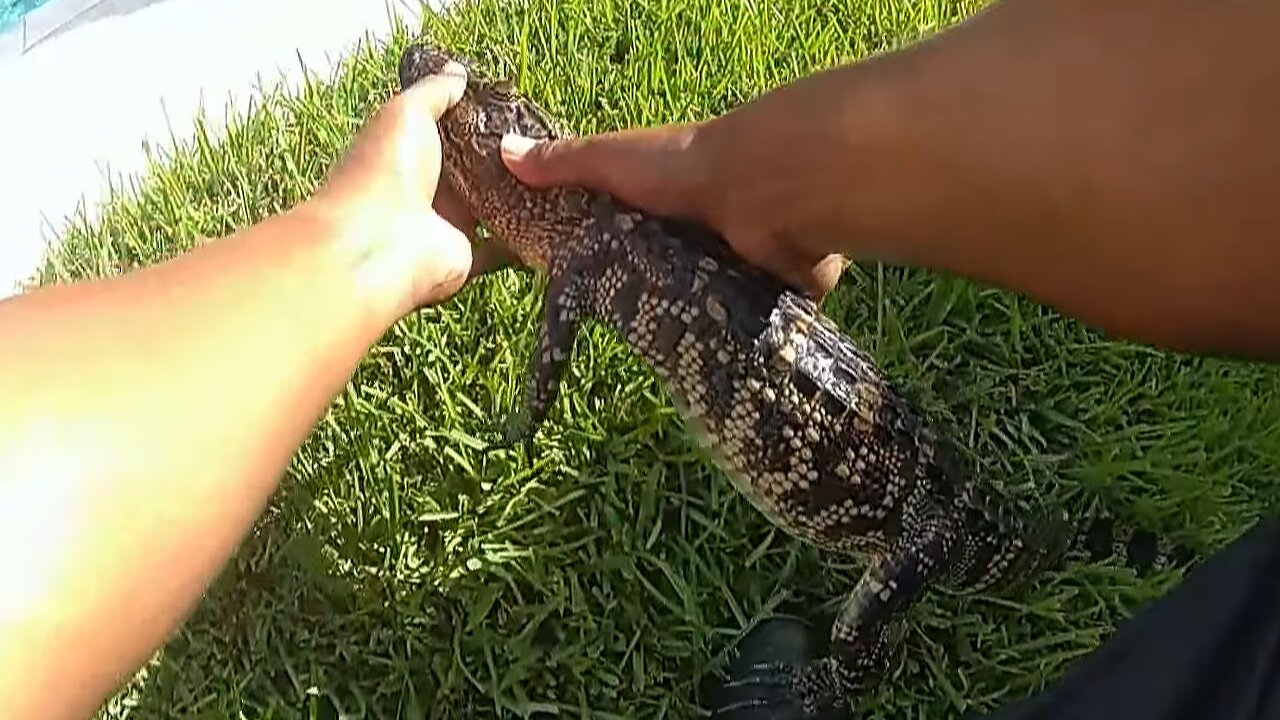 Texas Police removed alligator found in hot tub