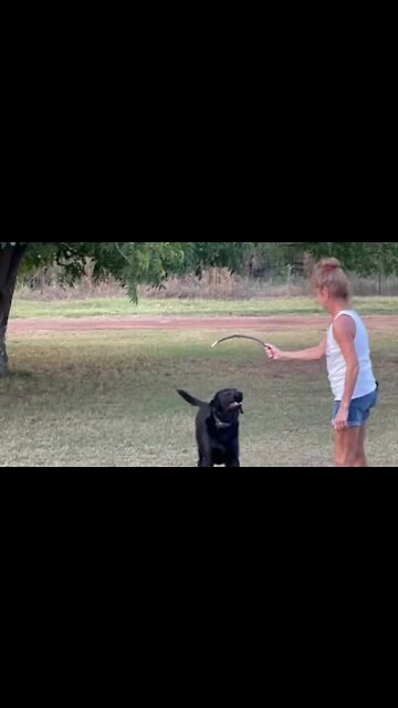 Pair Of Dogs Have Two Very Different Energy Levels