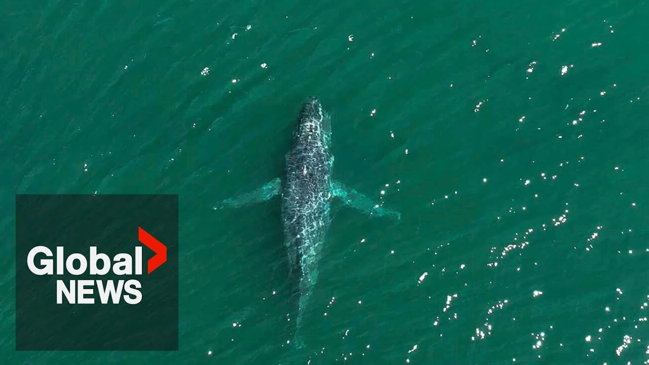 Using AI and an eye from space to keep whales safe | NE