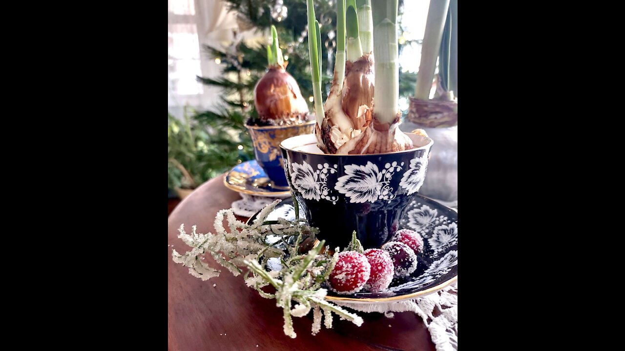 Sugar Dusted Rosemary , Cranberries, and Teacup Paperwhites