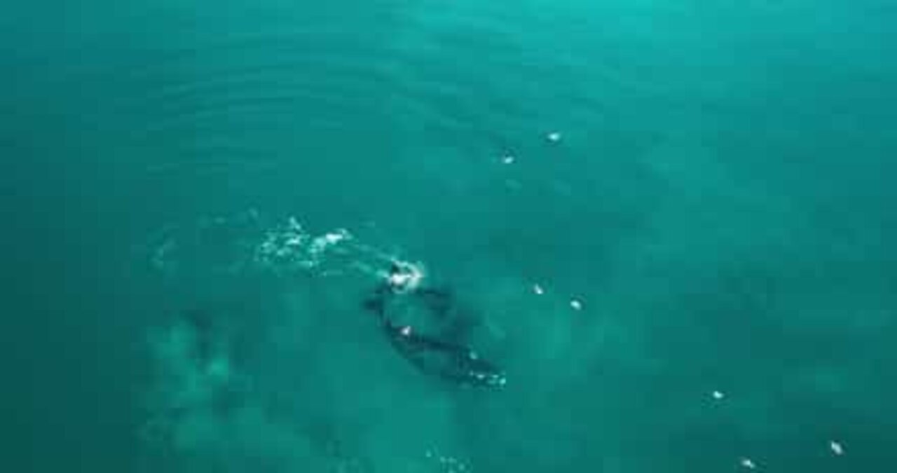 Drone images show the migration of Southern right whales