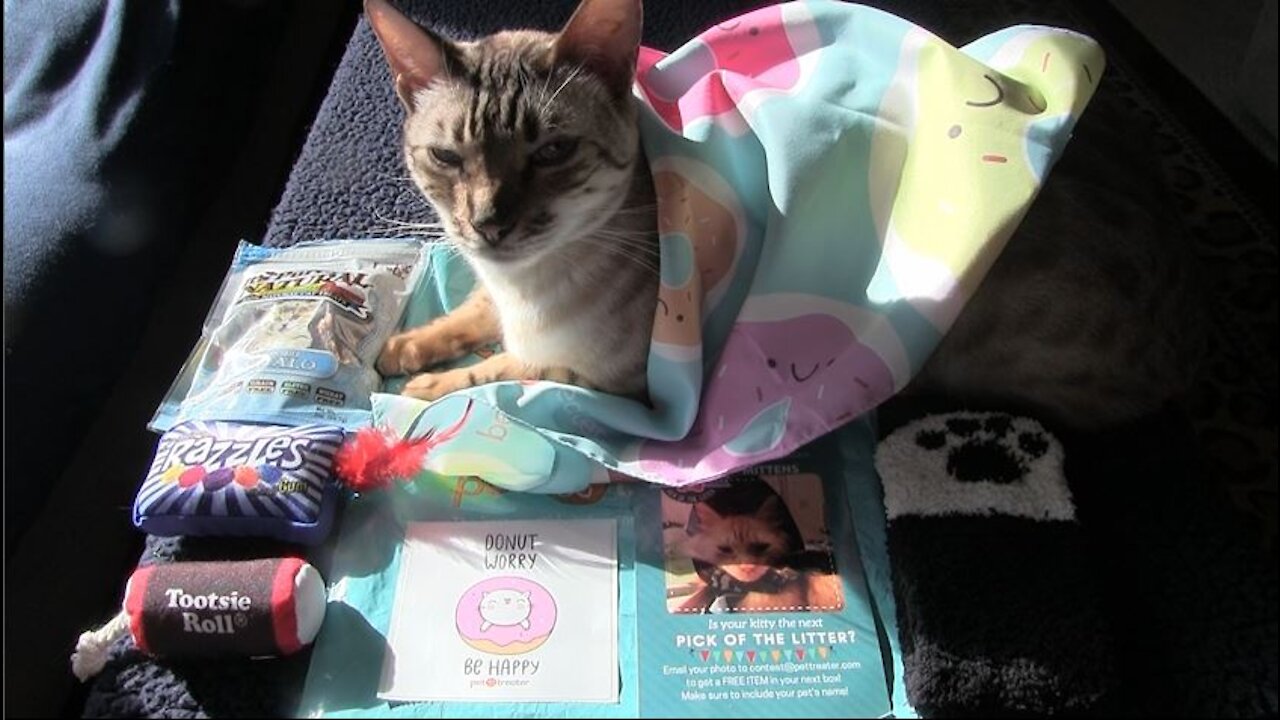 Pet Treater Monthly Mystery Bag for Cats Review - February 2020