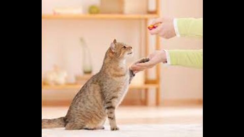 cat training basic tip