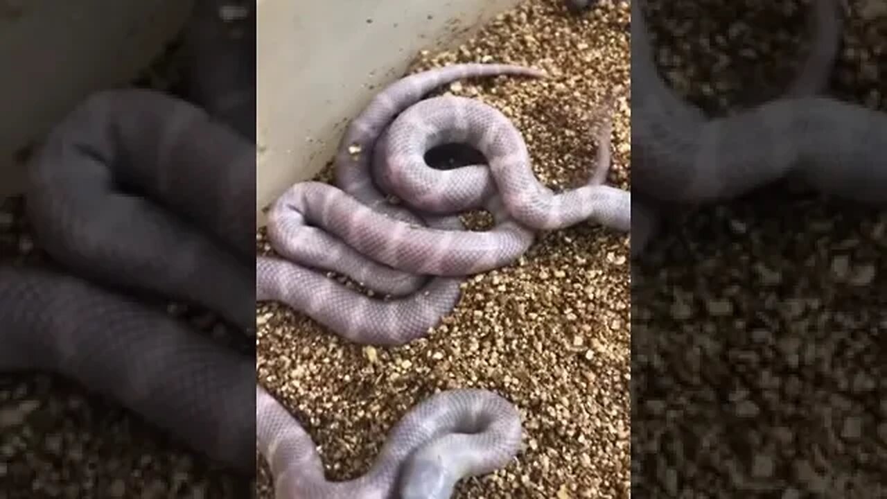 Bet you’ve never seen a purple snake til now!