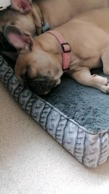Sleeping frenchies