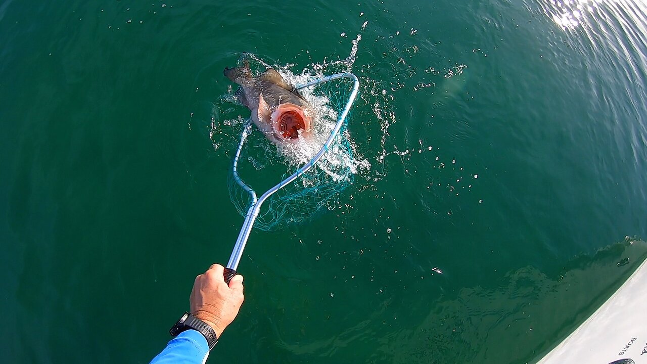 Shallow Patch Reef Grouper