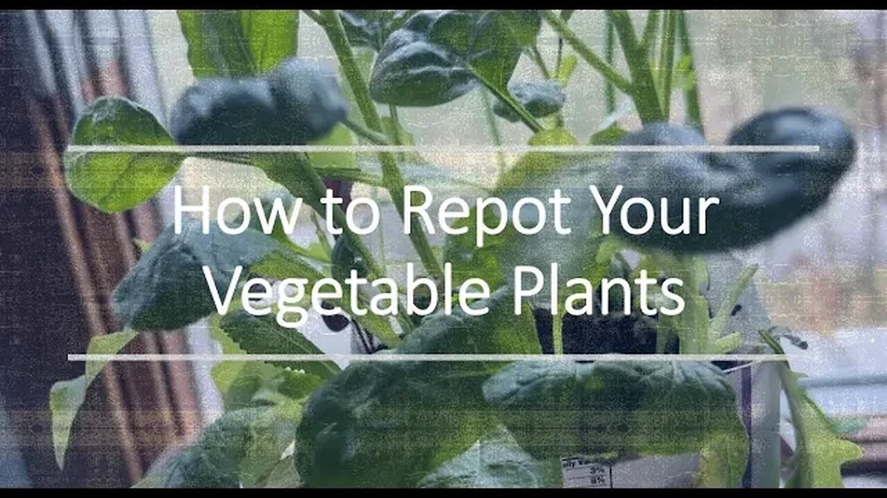 How to Repot Your Vegetable Plants