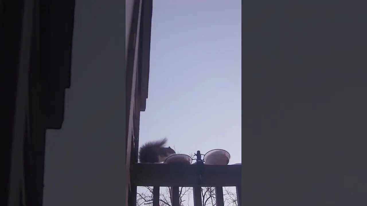 Winter Squirrels: The Cutest Sight You'll Ever See!