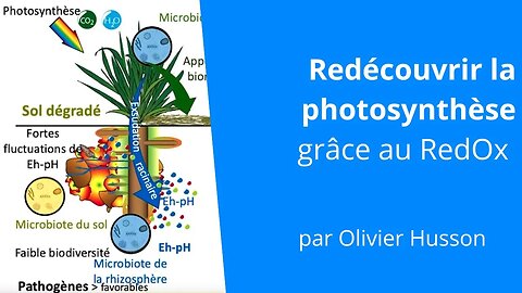 La photosynthèse : la centrale énergétique indispensable pour la "Santé unique", Olivier Husson