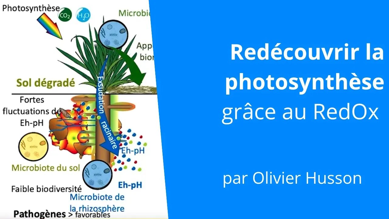 La photosynthèse : la centrale énergétique indispensable pour la "Santé unique", Olivier Husson