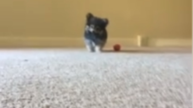 Dog Responds To Chips Opening In The Most Adorable Way