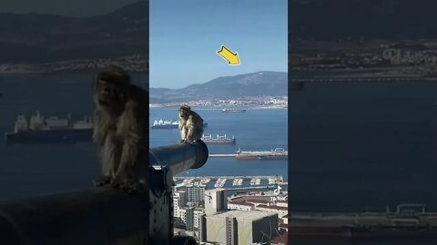 Monkey on cannon at Gibraltar as Plane comes in for landing #shorts