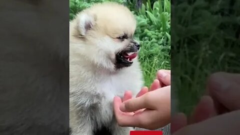 Cute Puppy Baby Freaks Out When His Mom Starts #shorts