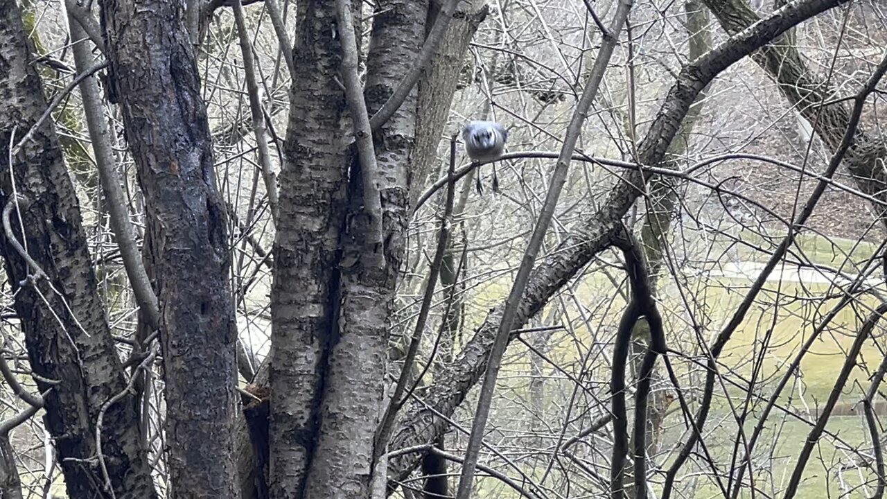 Blue Jay scoops peanut