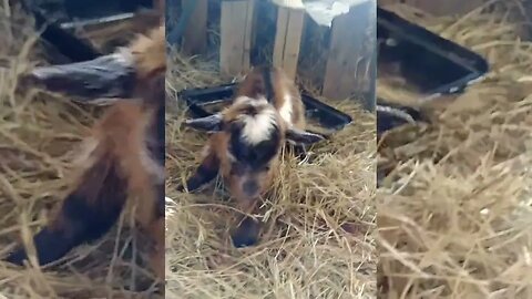 Newborn baby goat making sweet little sounds.