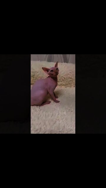 The Best Funny Cat Video #shorts