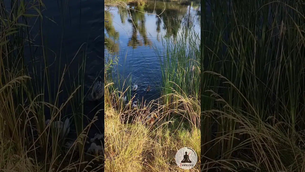 Adorable Ducks Say Hello! 🦆 Swimming in Pond with Soothing Piano Music