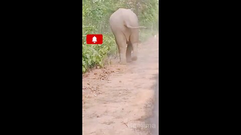Angry 🐘 🐘# Angry Lion 🦁🦁