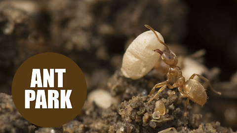 Billions of ants worked tirelessly for a century to completely change the shape of Richmond Park
