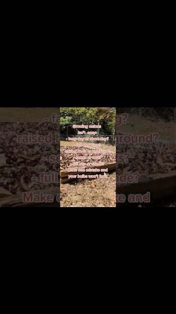 5 Questions You Should Ask Before Planting Onions