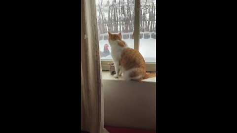 To catch a turkey!