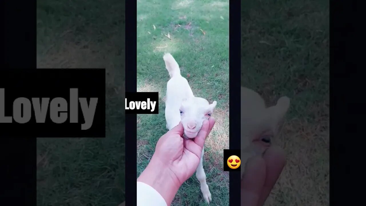 Goats...