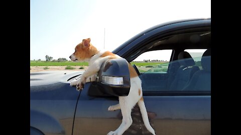 Watch: This dog is crazy for a car ride