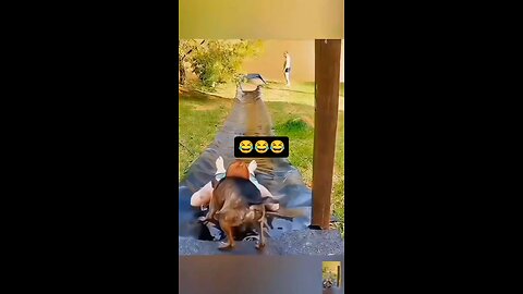 very funny dogs