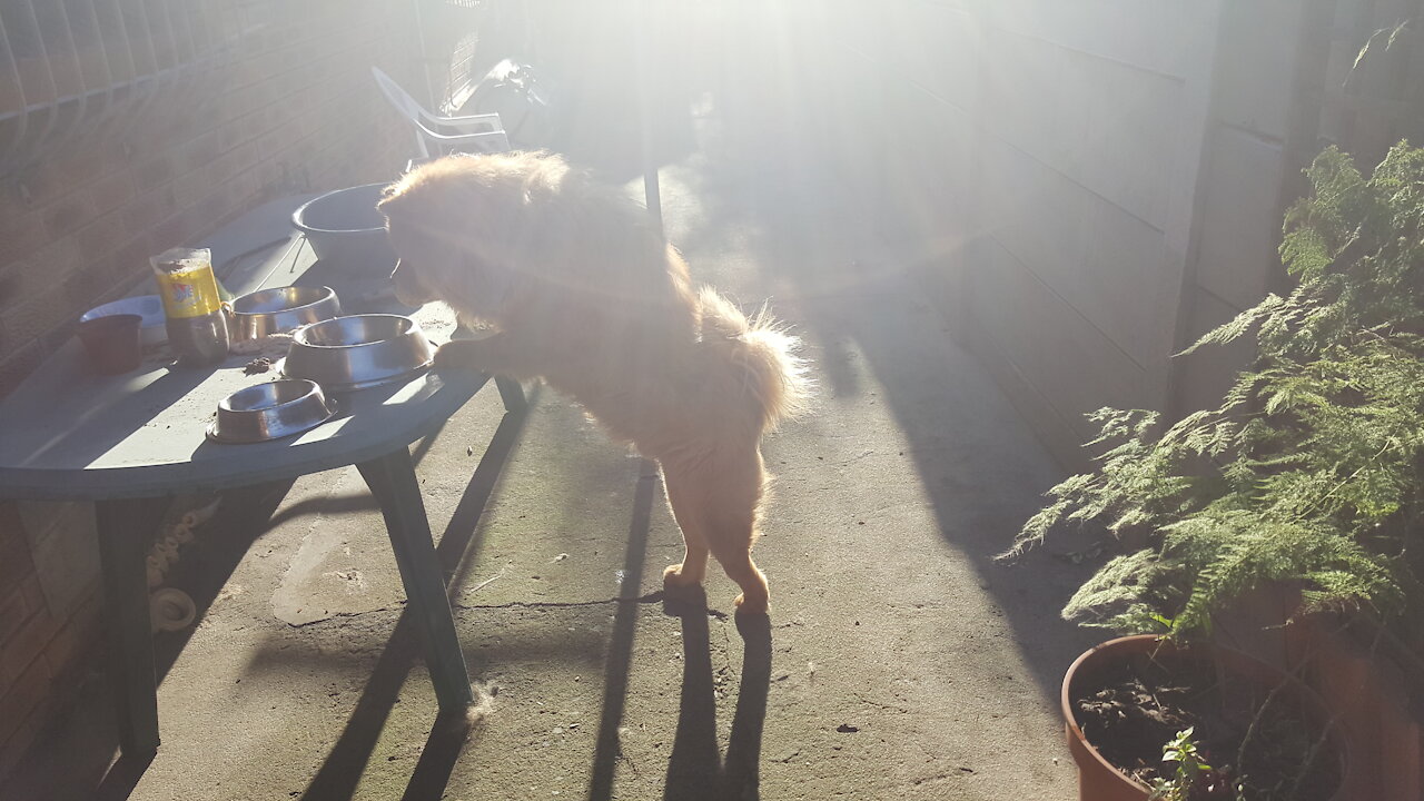 Chow Chow Naughty Ninja, Who needs a Dishwasher when you have a Chow Chow LOL