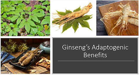 Ginseng Adaptogen Benefits