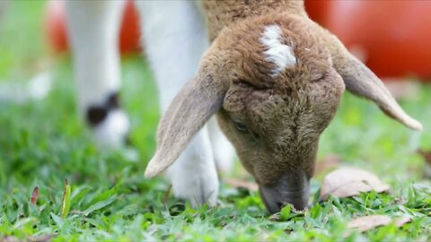 Devon county show