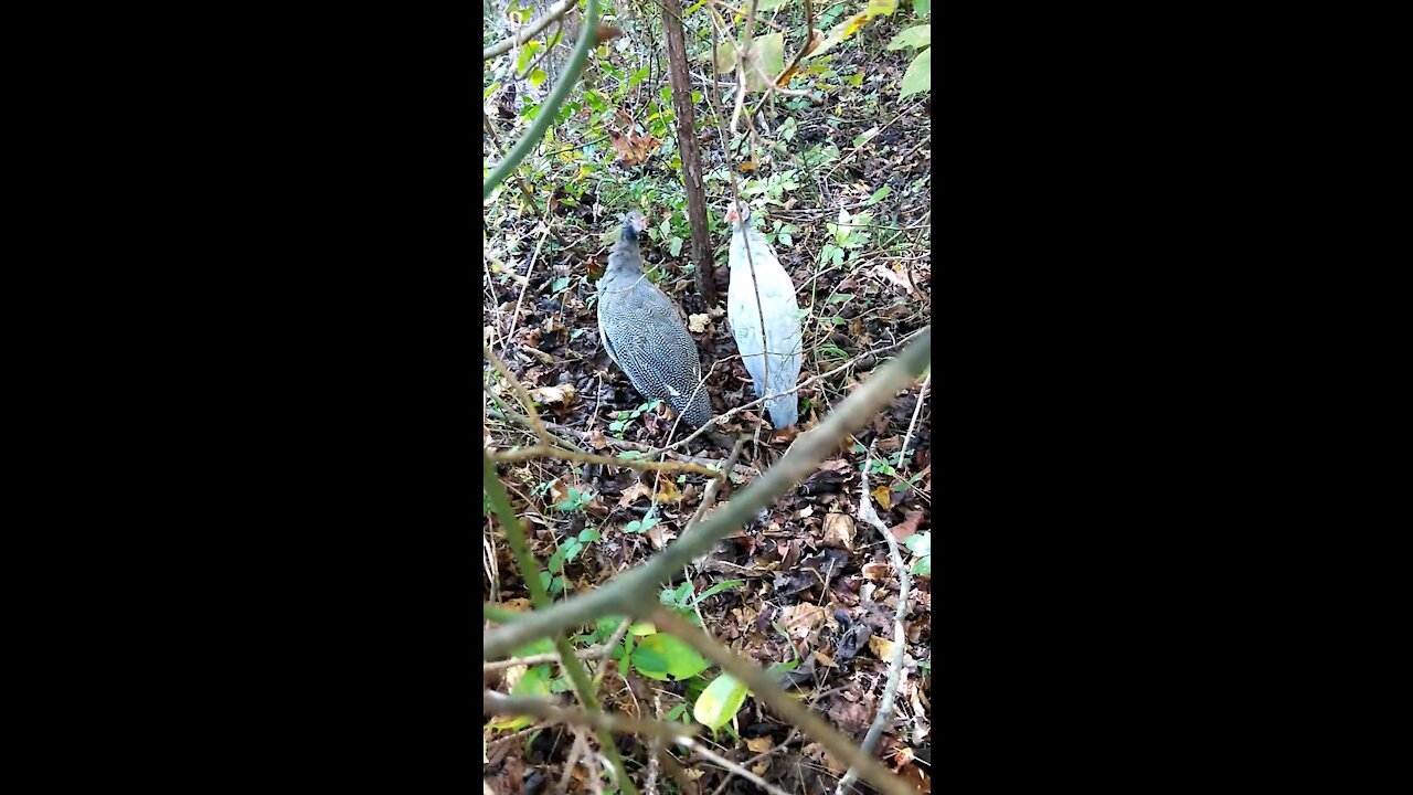 2 Guineas on a walk