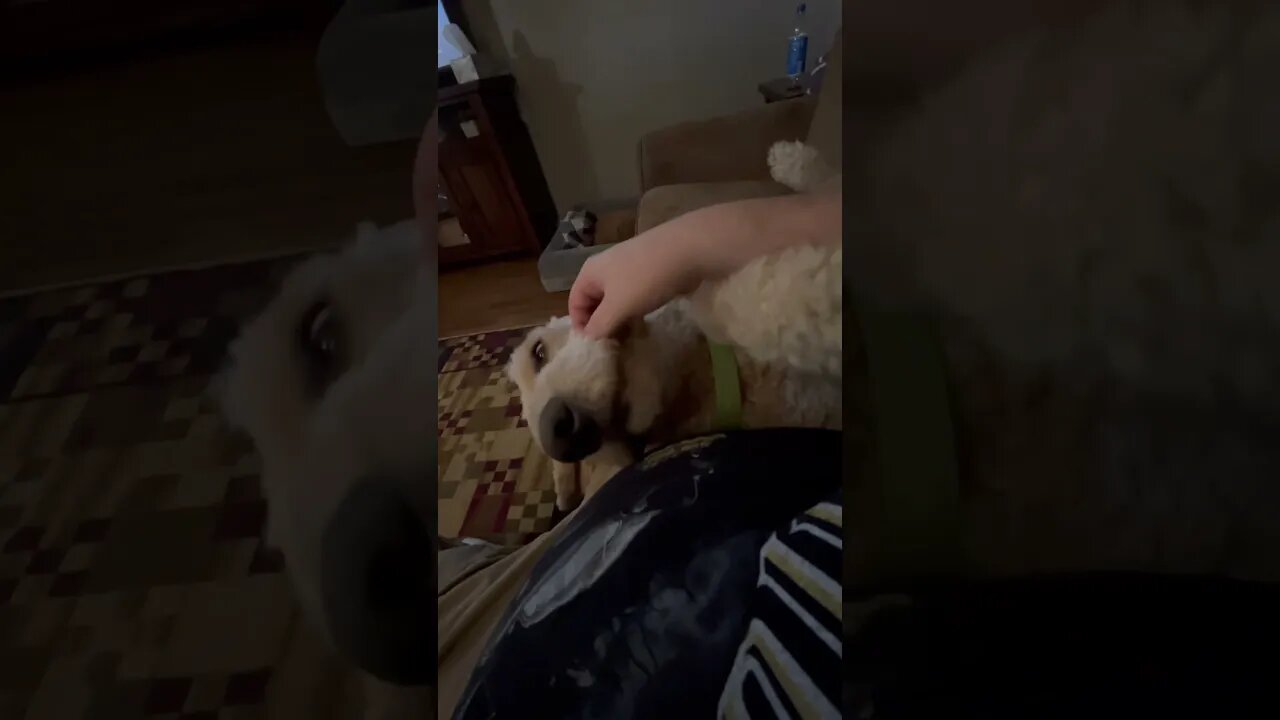 Buddy being a good boy.