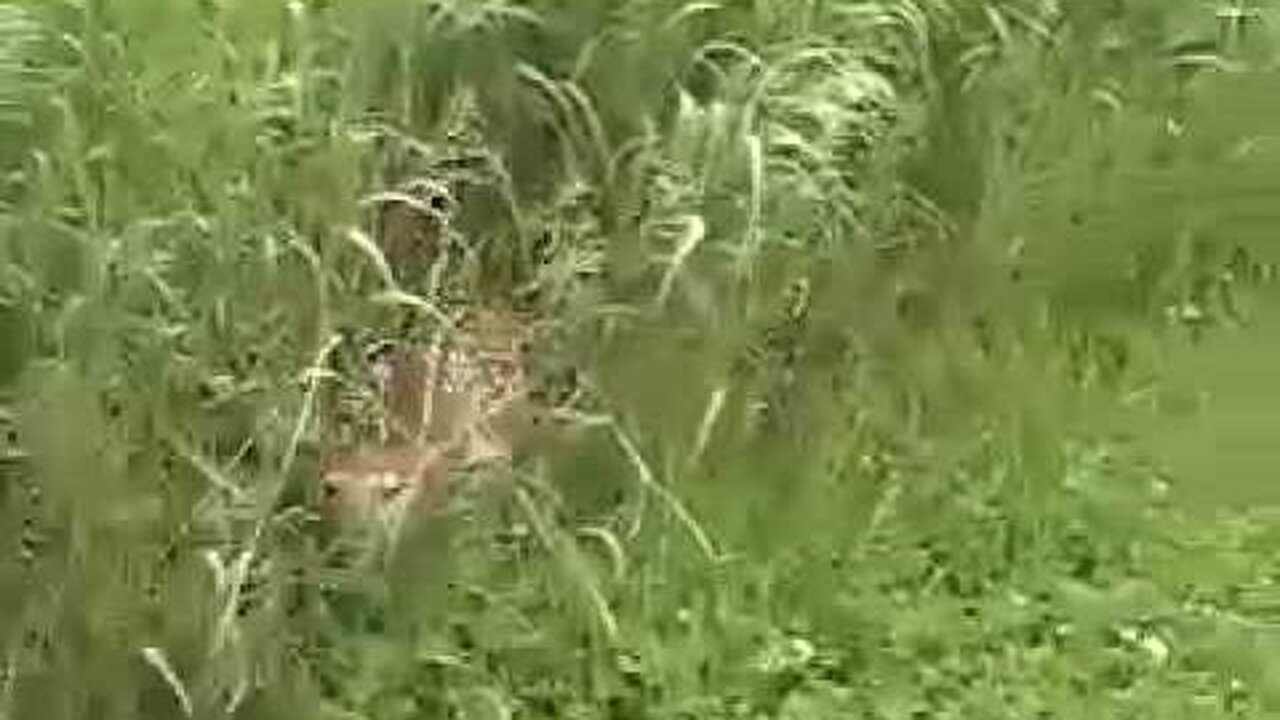 Baby Deer on the peacock farm #4